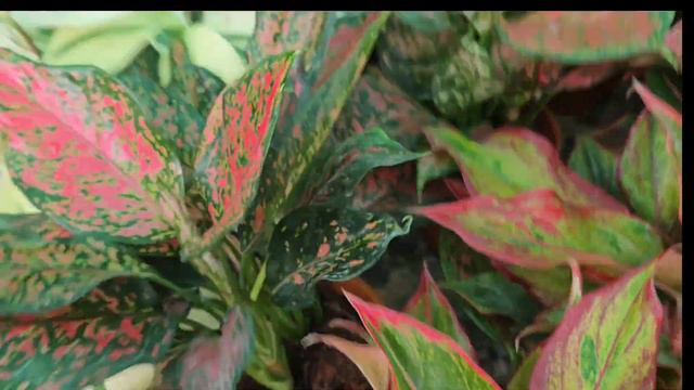 Kalacheers or Rain Liliy h puna 🌺 Lipstick plant Aglaonema white смотреть онлайн