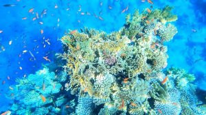 Reef Oasis Blue Bay - Шарм-эль-Шейх. Отличный риф в отеле.