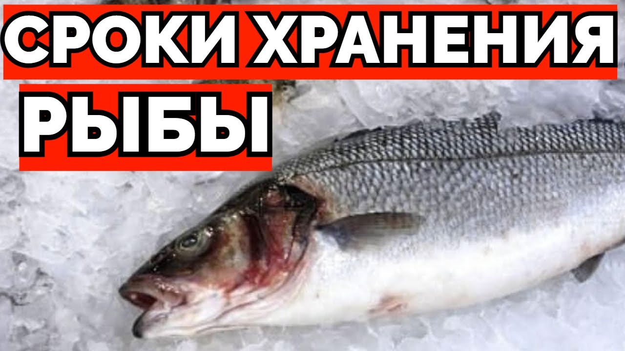 Можно ли хранить рыбу в холодильнике ? смотреть онлайн