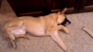 приступ эпилепсии у собаки