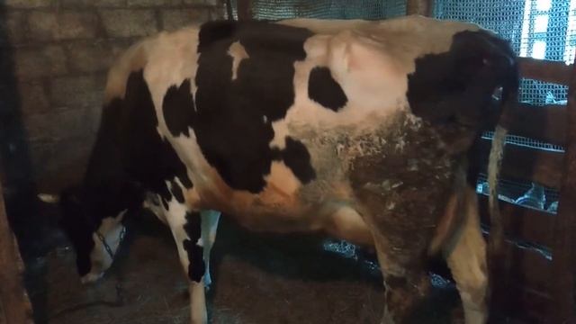 Покрылась ли корова? Два косвенных признака.