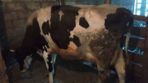 Покрылась ли корова? Два косвенных признака.