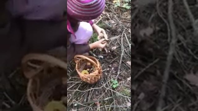 Один день в лесу. Поездка за грибами. Мы на тихой охоте✌✌✌? смотреть онлайн
