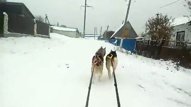 Езда на санках с хасками!))))) смотреть онлайн