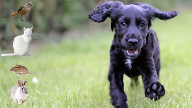 Cocker Spaniel Dog Breed Guide | Dogs 101 - Cocker Spaniel
