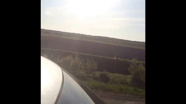 Latvija, Carnikavā nofilmēts pāri ceļam skrienošs lācis смотреть онлайн