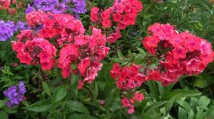 Флокс метельчатый Набат. Автор: Константинова Е.А. Год: 1986