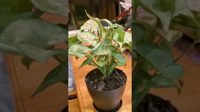 Just Look at my Arrowhead Vine (Syngonium podophyllum) смотреть онлайн