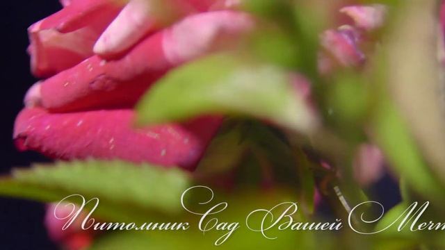 Роза "Papagena" - Питомник "Сад Вашей Мечты" (R-150) смотреть онлайн