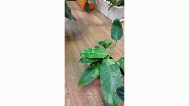 33 филодендрона в одной квартире. Моя супруга решила показать свои филодендроны в этом видео. смотреть онлайн