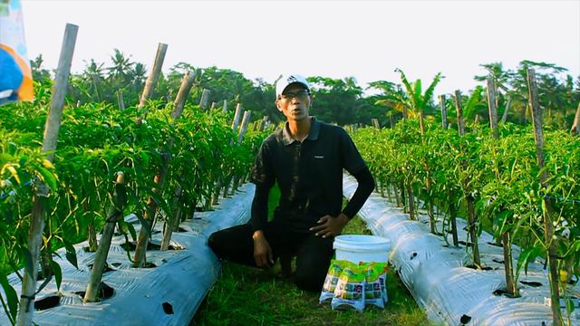 TIPS MELEBATKAN BUAH CABAI, SAMPAI KEBANYAKAN BUAH смотреть онлайн