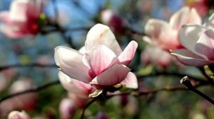 5 факторов успешного выращивания магнолии