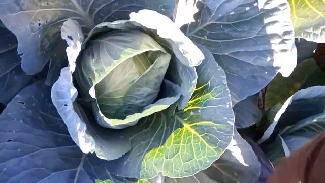 Капуста без полива,при сильной засухи смотреть онлайн