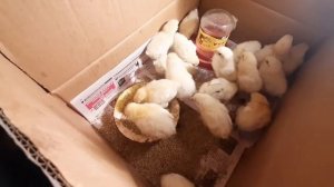 Как определить пол цыплёнка Как определить петух или курочка