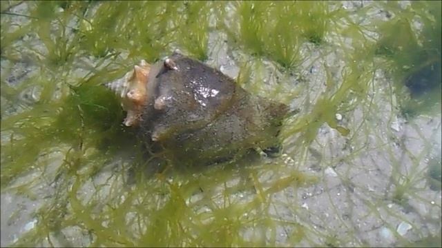 Snails! Strombus alatus - The Florida Fighting Conch. Ep. 11 смотреть онлайн