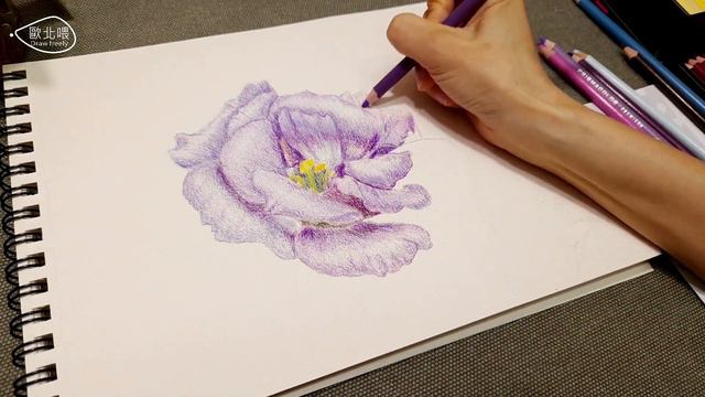 洋桔梗｜色鉛筆畫｜Eustoma｜Color pencil drawing смотреть онлайн