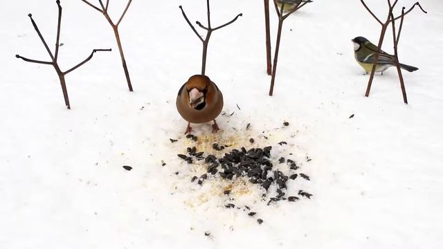 Дубонос (Coccothraustes coccothraustes). Птицы на кормушке. смотреть онлайн