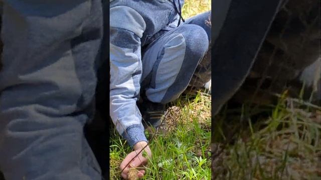 Ось ми і натрапили на зморшки у весняному обухівському лісі смотреть онлайн