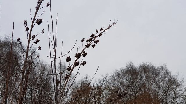 Скоро весна лес и солнышко смотреть онлайн