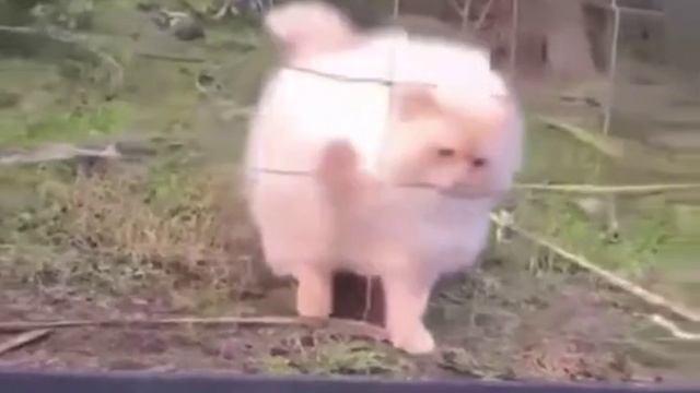 Просочился🐱 смотреть онлайн