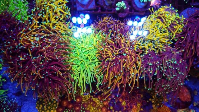 My colonies resting in the frag tank смотреть онлайн
