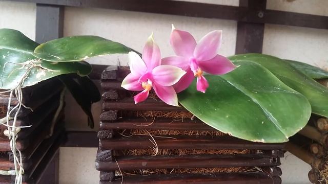 PHALAENOPSIS VIOLACEA - описание и основы ухода