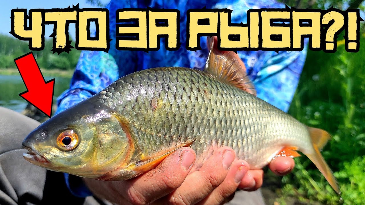 ГЛУБОКИЙ КОТЛОВАН УДИВИЛ! Таких батонов я не ловил ДАВНО! Рыбалка на поплавок. смотреть онлайн