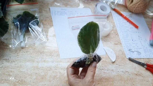 Фиалки! Рабочие моменты упаковки посылки. смотреть онлайн