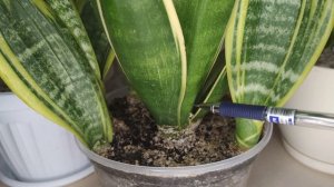 Перлит для комнатных растений. Достоинства и недостатки перлита. Декорирование вазонов камешками