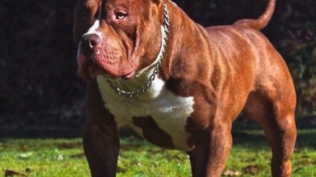 10 САМЫХ ОПАСНЫХ пород СОБАК в МИРЕ