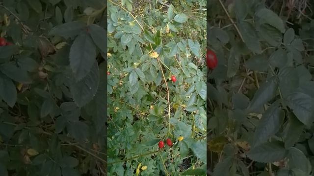 Шиповник от камней в почках смотреть онлайн