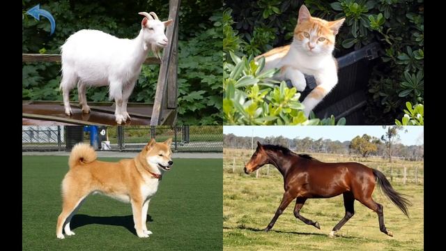 Развивающие видео для малышей Учим названия домашних животных смотреть онлайн