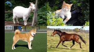 Развивающие видео для малышей   Учим названия домашних животных