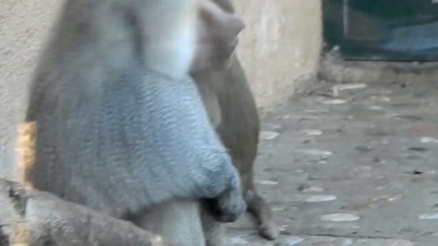 Monkey Pedophile смотреть онлайн