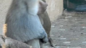 Monkey Pedophile