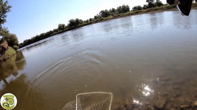 Ловля сазана на реке в Астрахани на макуху. смотреть онлайн