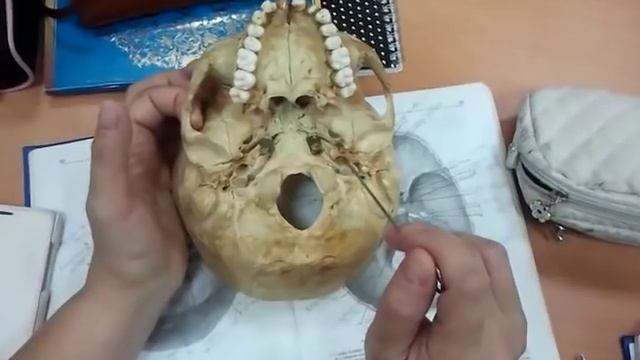 Наружное основание черепа смотреть онлайн