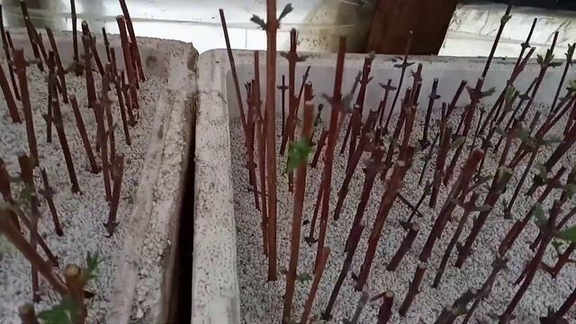 зимнее черенкование жимолости одревесневшими черенками смотреть онлайн