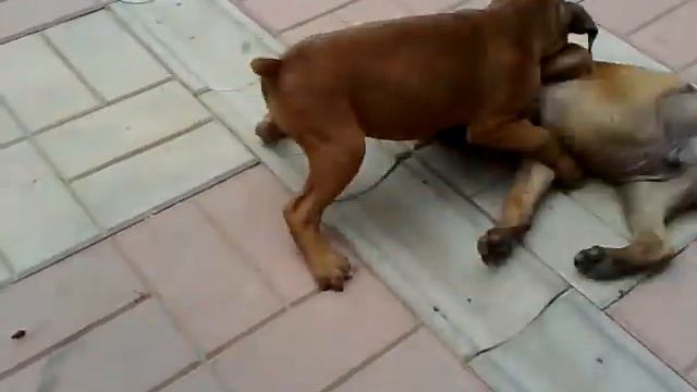 боксерский спaринг смотреть онлайн