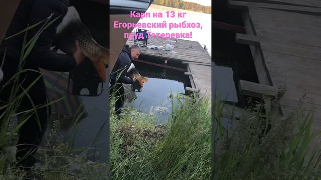 Карп на 13 кг! Егорьевский рыбхоз, пруд Тетеревка! смотреть онлайн