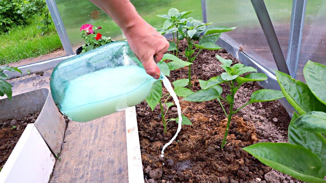 Подкармливаю этим огурцы, перец и помидоры в жару чтобы укрепить растения для большого урожая! смотреть онлайн