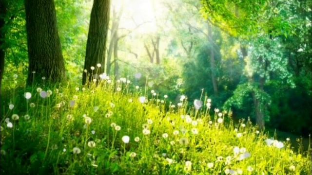 Relax ▪︎ ЛЕС, тишь и благодать, прогулка ,расслабление души ?walk, relaxation of the soul ? смотреть онлайн