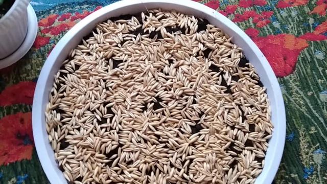 Мои фиалки и другие Растишки.