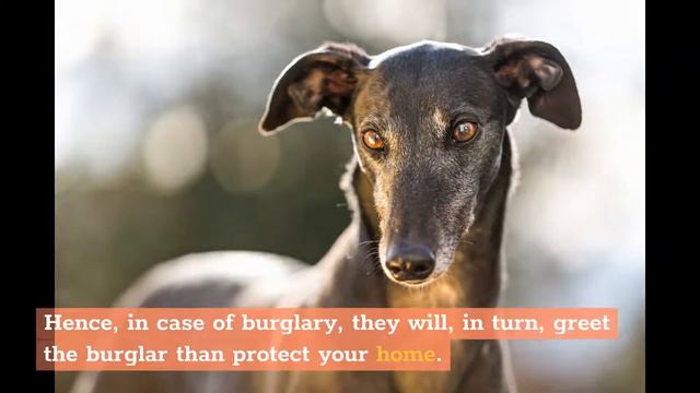 Greyhound Vs Whippet: What’s The Difference? смотреть онлайн