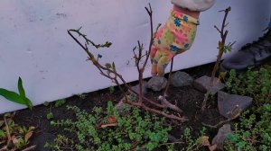 Как обрезать розы весной. Весенняя обрезка роз.