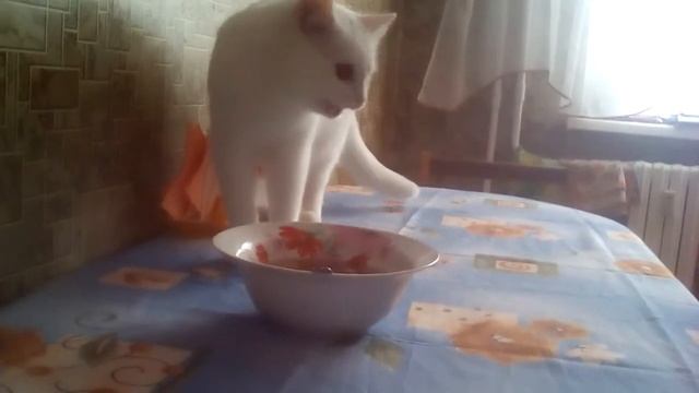 Белянка ест суп ?