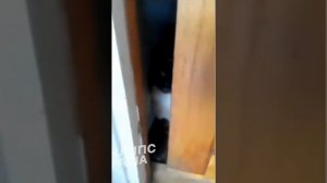 Кот осатанел нападает на хозяина