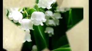 Ландыши  Поёт Гелена Великанова