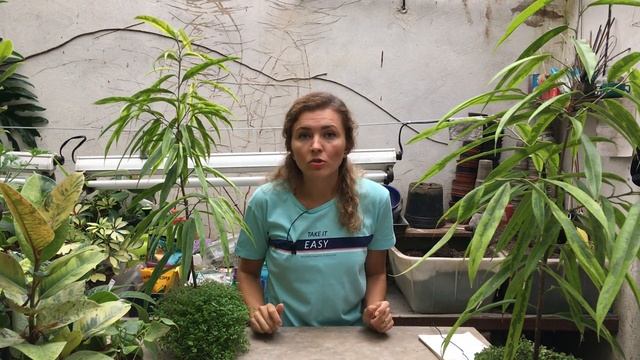 Фикус АЛИ (иволистный) уход в домашних условиях