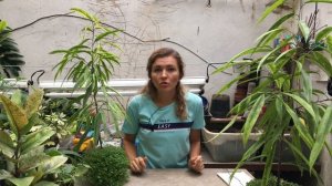 Фикус АЛИ (иволистный) уход в домашних условиях